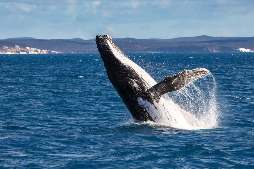 Hervey Bay whale watching